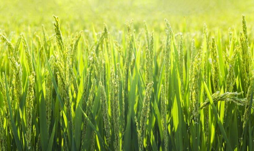 夏至时节田间管理要点：小麦收割与杂草防控全解析