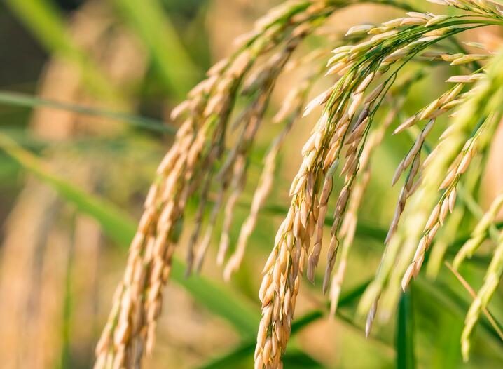 霜降节气农事指南：水稻、蔬菜、果树、茶园管理要点
