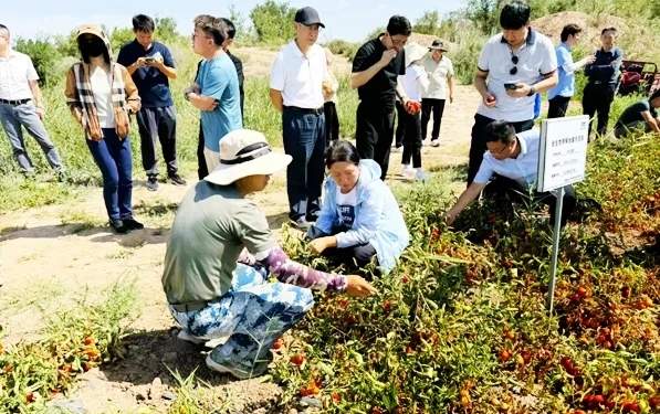 全生物降解地膜科技应用与环保产业前景探析