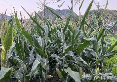 立秋田间管理要点：科学灌溉与追肥助农丰收