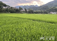 大暑节气农事指南：抓好双抢与病虫害防治