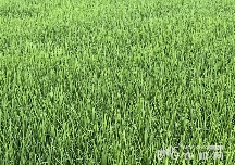 小暑节气农事管理指南：防暑抗旱抢收抢种要点解析