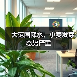 小麦收成遇季节性灾害 夏收进度受天气影响 大范围降水,小麦发芽态势严重(图4)