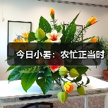今日小暑：农忙正当时（图3）