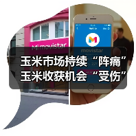 玉米市场寒冬临近 存储压力助推种植结构转型 玉米市场持续“阵痛” 玉米收获机会“受伤”吗?(图1)