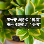 玉米市场寒冬临近 存储压力助推种植结构转型 玉米市场持续“阵痛” 玉米收获机会“受伤”吗?(图4)