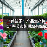 “菜篮子”产品生产稳定 春节市场供给有保障（图1）