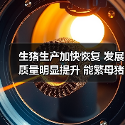 生猪生产加快恢复 发展质量明显提升 能繁母猪和生猪存栏已恢复到正常年份水平90%以上 生猪生产加快恢复 发展质量明显提升 能繁母猪和生猪存栏已恢复到正常年份水平90%以上(图1)