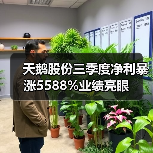 天鹅股份三季度净利暴涨5588%业绩亮眼（图4）