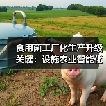 食用菌工厂化生产升级关键:设施农业智能化发展 食用菌工厂化生产升级关键:设施农业智能化发展(图1)