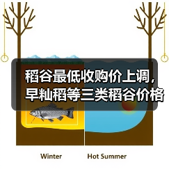 稻谷最低收购价上调,早籼稻等三类稻谷价格提高 稻谷最低收购价上调,早籼稻等三类稻谷价格提高(图4)