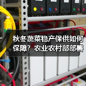 秋冬蔬菜稳产保供如何保障?农业农村部部署关键举措 秋冬蔬菜稳产保供如何保障?农业农村部部署关键举措(图3)
