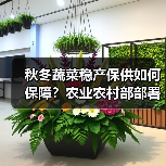 秋冬蔬菜稳产保供如何保障?农业农村部部署关键举措 秋冬蔬菜稳产保供如何保障?农业农村部部署关键举措(图4)