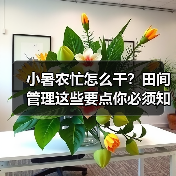 小暑农忙怎么干?田间管理这些要点你必须知道! 小暑农忙怎么干?田间管理这些要点你必须知道!(图3)