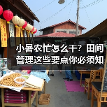 小暑农忙怎么干?田间管理这些要点你必须知道! 小暑农忙怎么干?田间管理这些要点你必须知道!(图4)