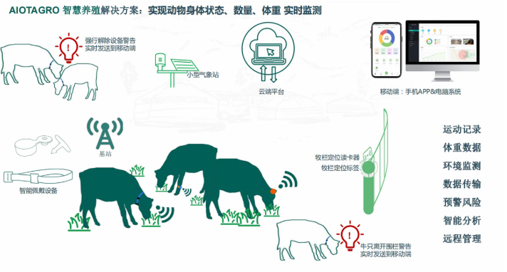 智能养殖与智慧养殖的结合：未来畜牧业发展