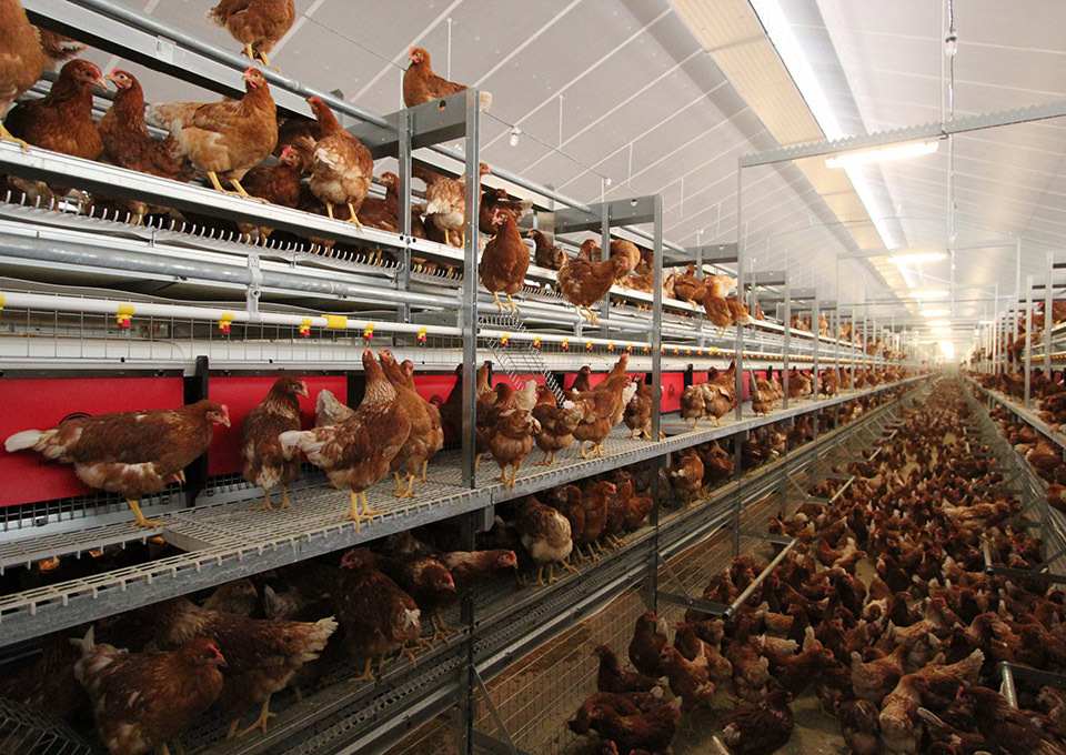 畜牧机械新闻资讯:提升养殖效率的3个实用方法 畜牧机械新闻资讯:提升养殖效率的3个实用方法