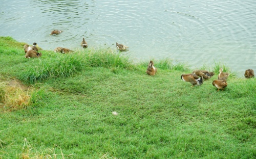 牧科机械带来的农业变革：自动化、数字化与绿色养殖