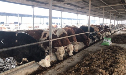 如何利用畜牧机械实现养殖业的可持续发展？