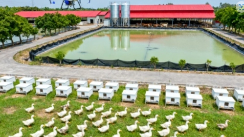 农业养殖为何离不开温湿度传感器？智能化管理提升养殖效益