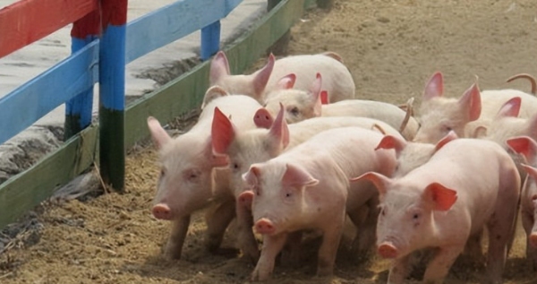 仔猪存活率从80%飙到99%！只因用了这个“智能恒温地暖”，老兽医直呼玄学！