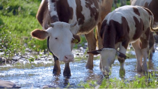 和顺肉牛：品牌发展“犇”新篇，擘画乡村振兴新图景
